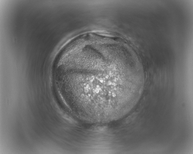 X0000065970247200603241921