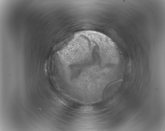 X0000065970266200603241921