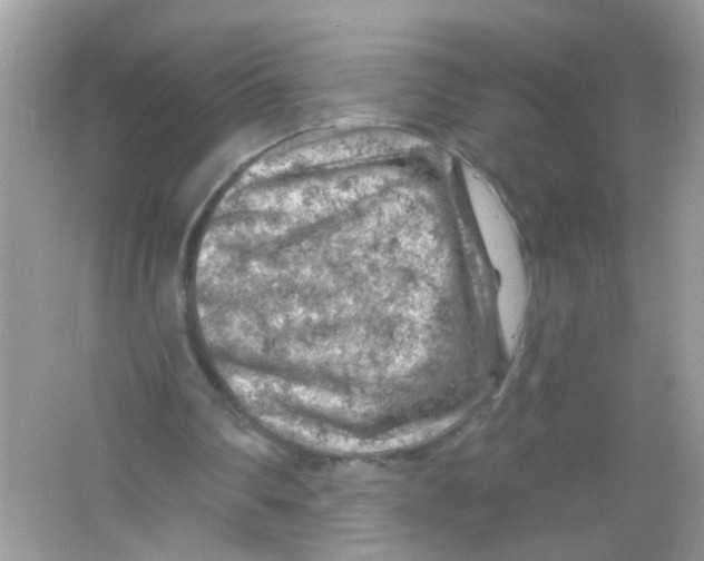 X0000065970290200603241920