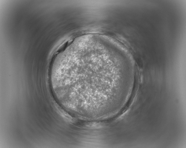 X0000065970293200603241920