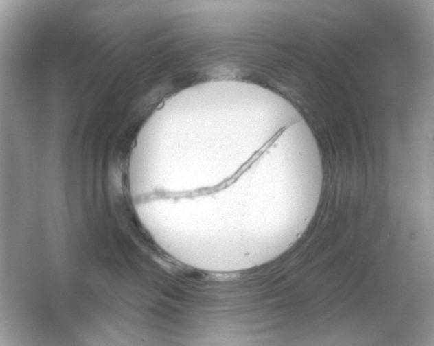 X0000065970334200603241920