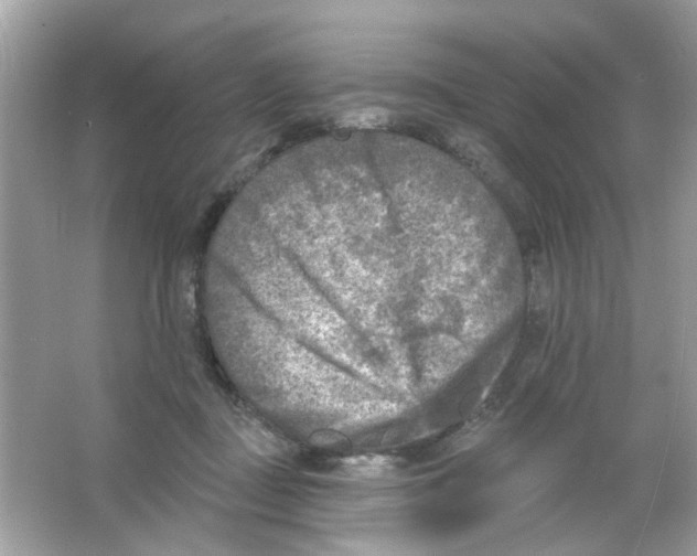 X0000065970363200603241919