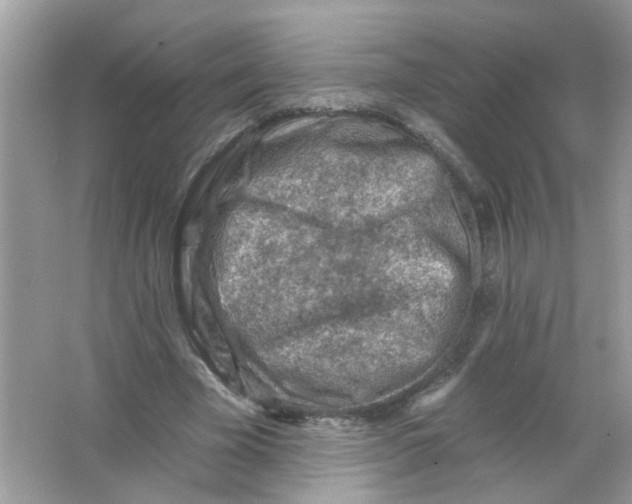 X0000065970585200603241915