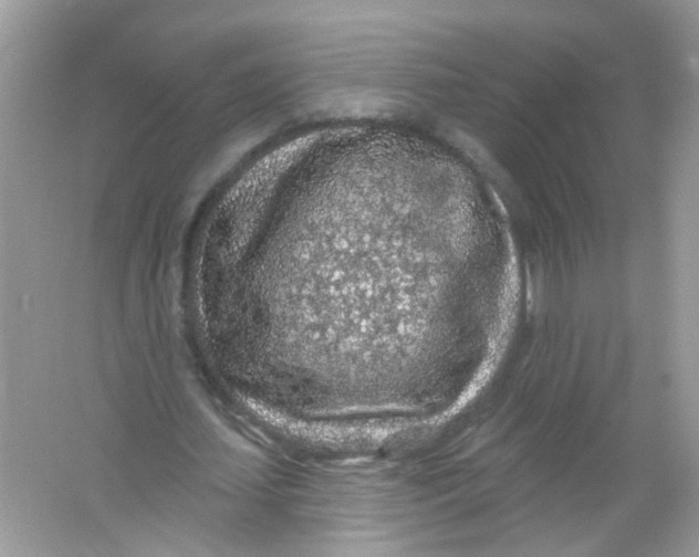 X0000065970627200603241914