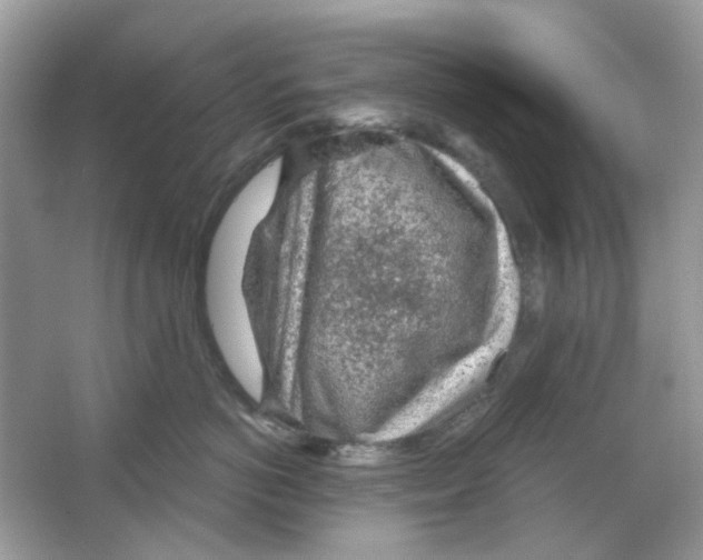 X0000065970766200603241913