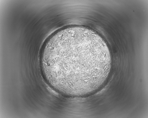 X0000065970779200603241912