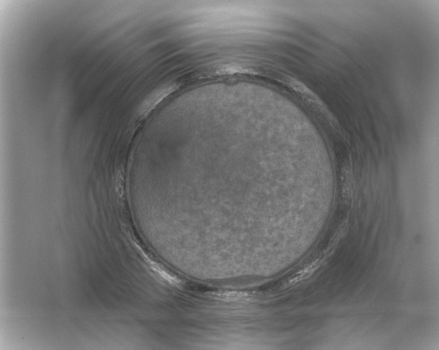 X0000065970785200603241912