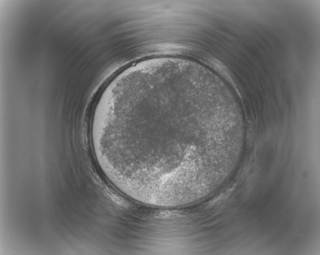 X0000065970835200603241911