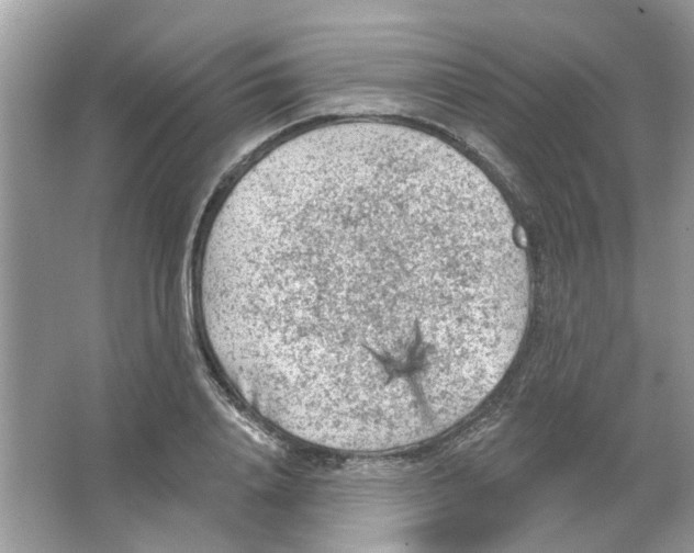 X0000065970840200603241911