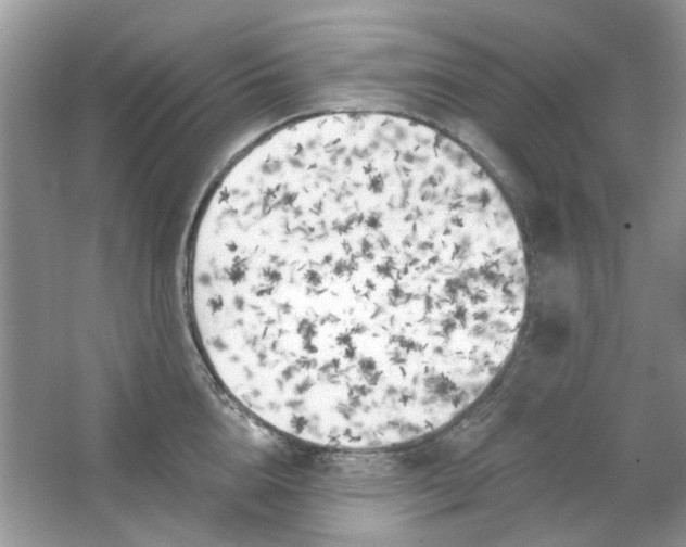 X0000065970856200603241911