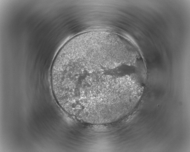 X0000065970907200603241910