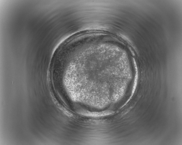 X0000065970928200603241909