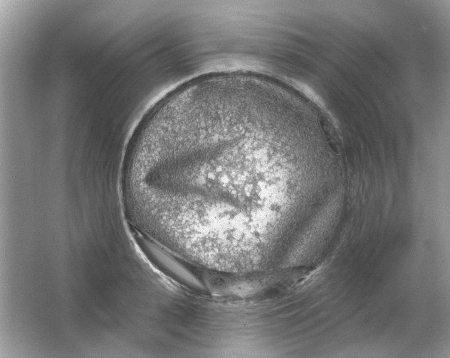 X0000065970943200603241909