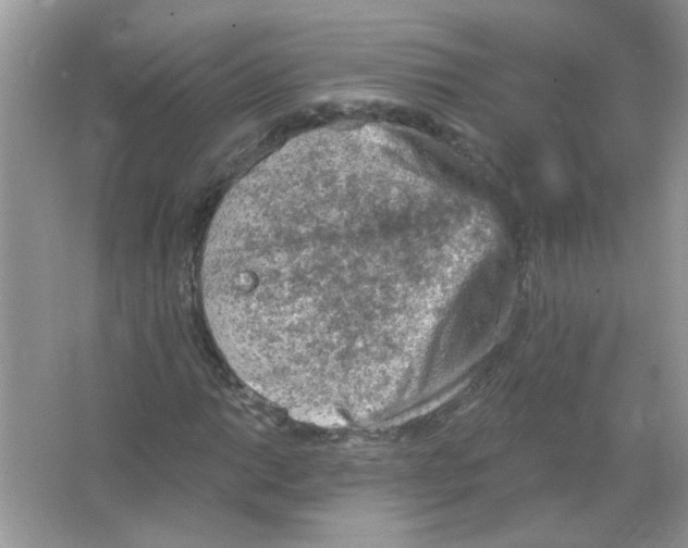 X0000065971014200603241907