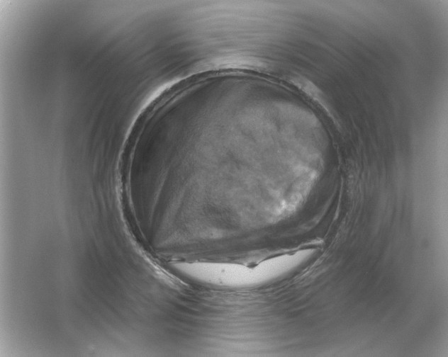 X0000065971024200603241908