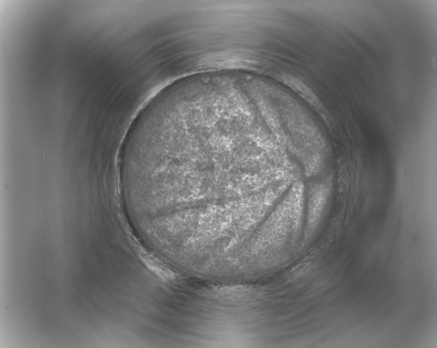 X0000065971031200603241908