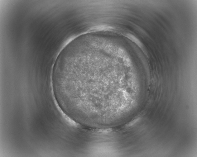 X0000065971055200603241908