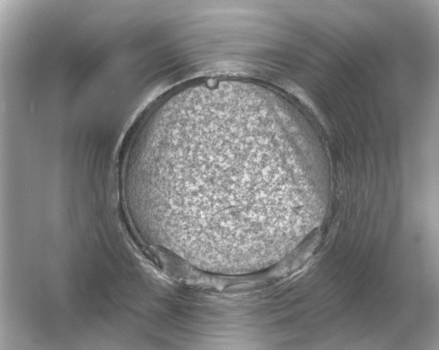 X0000065971075200603241907