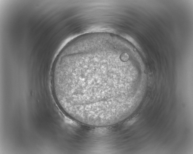 X0000065971094200603241907