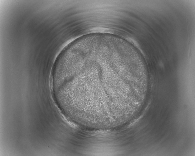 X0000065971125200603241906