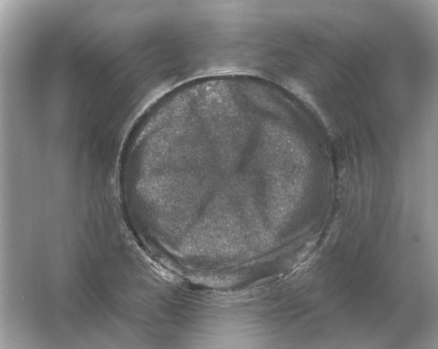 X0000065971173200603241905