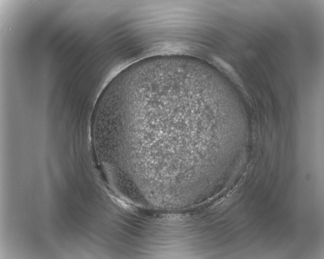 X0000065971226200603241904