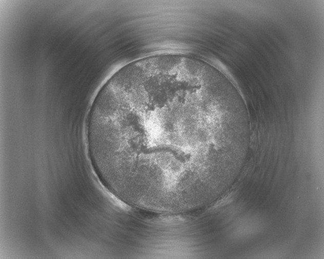 X0000065971243200603241905