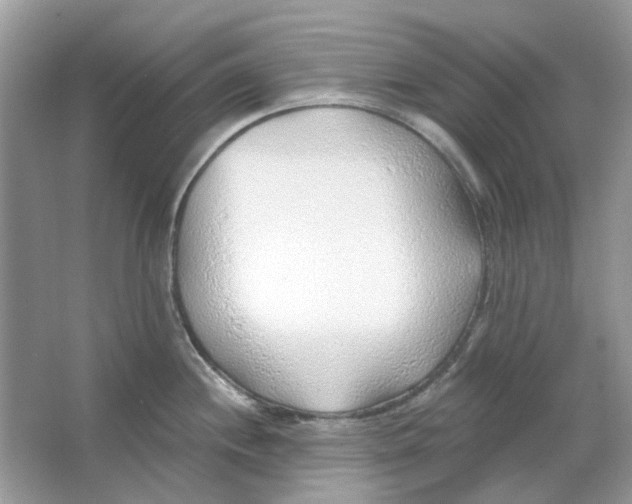 X0000065971244200603241905