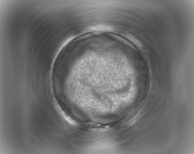 X0000065971248200603241905