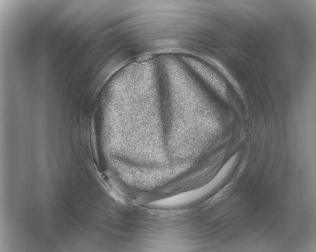 X0000065971289200603241903