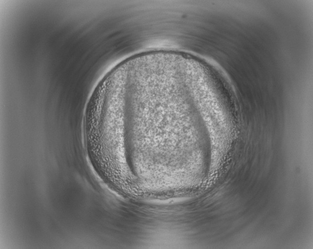 X0000065971295200603241903