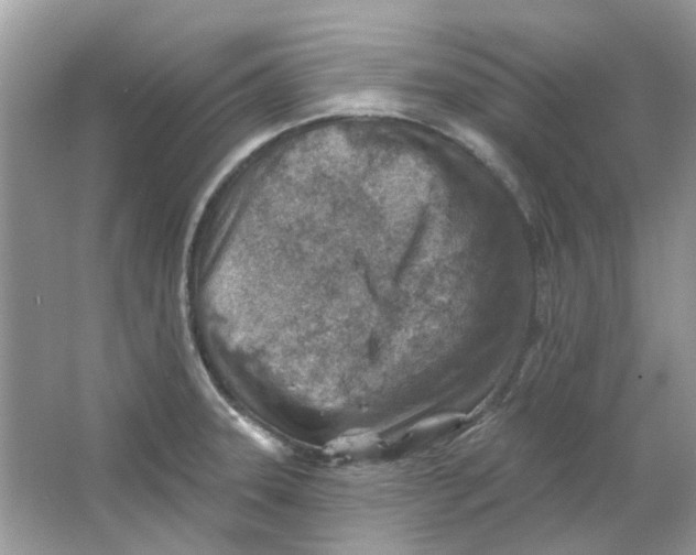 X0000065971331200603241903