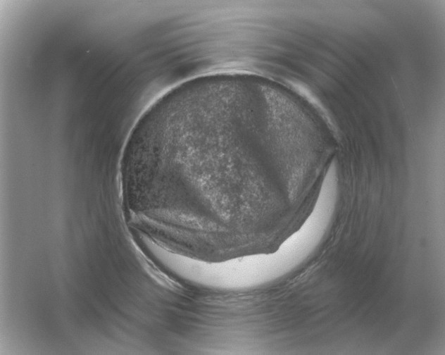 X0000065971372200603241902