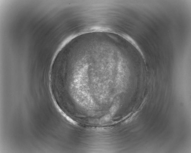 X0000065971381200603241902