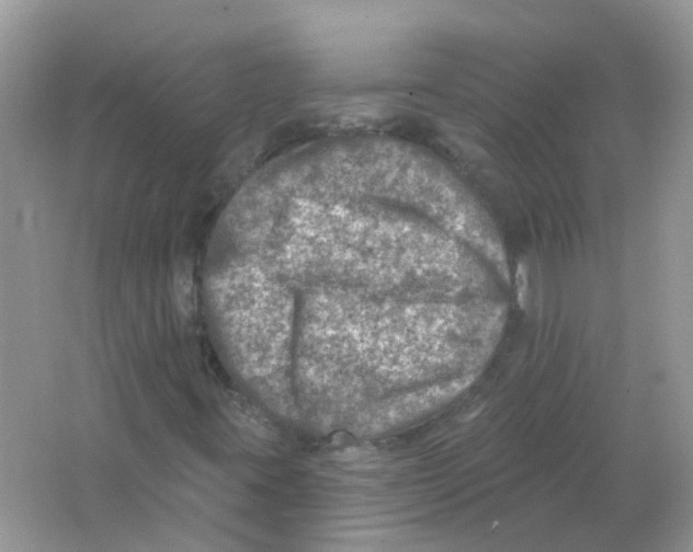 X0000065971395200603241901