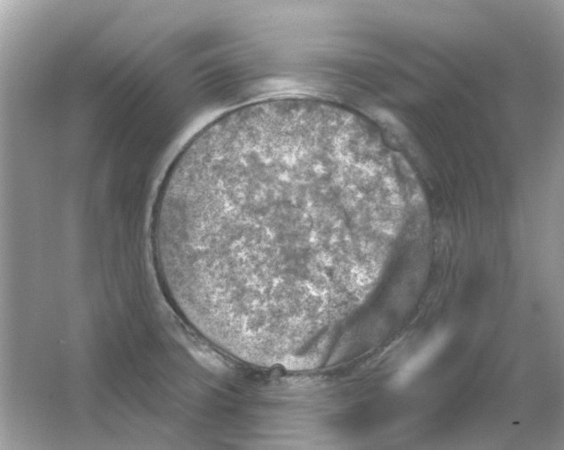 X0000065971427200603241901