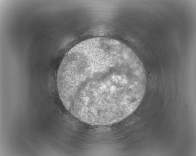 X0000065971446200603241901