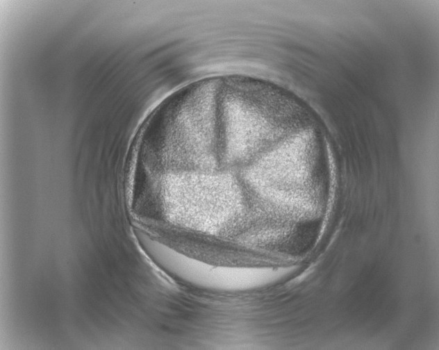 X0000065971529200603241900