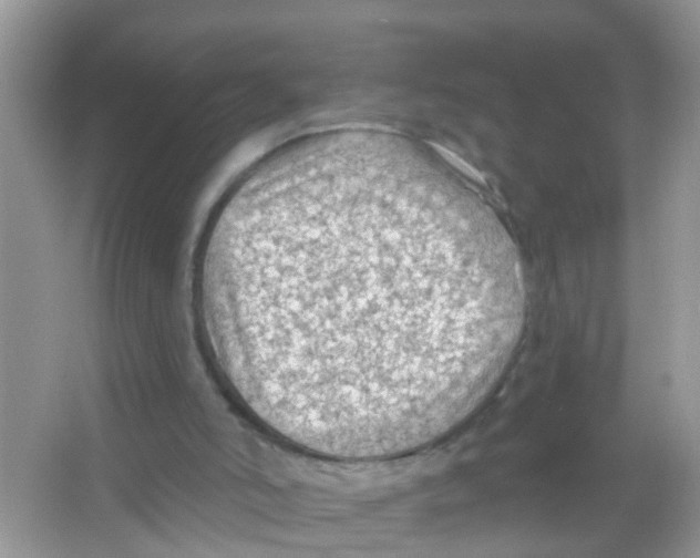 X0000065970006200603311851