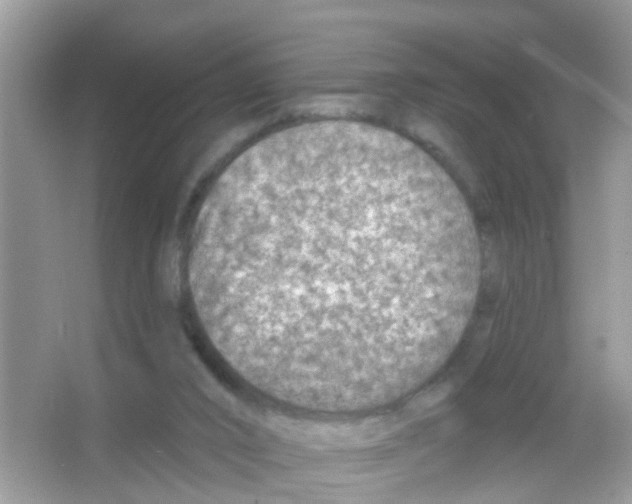 X0000065970016200603311850