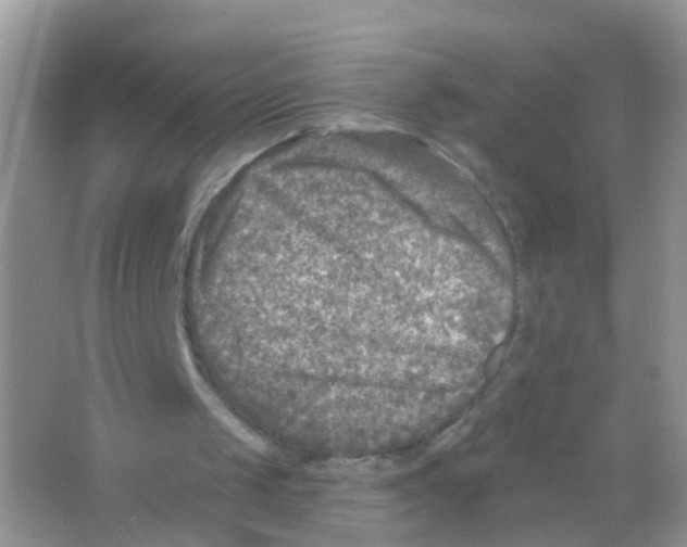 X0000065970049200603311849