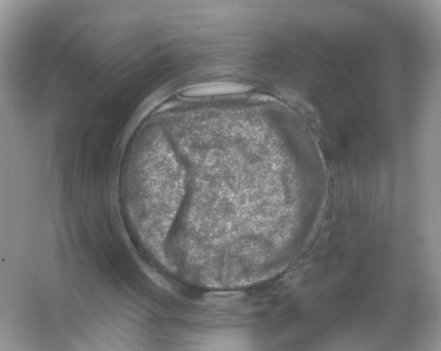 X0000065970051200603311849