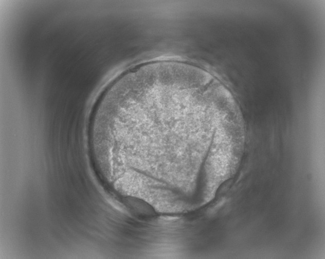 X0000065970055200603311849