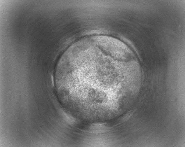 X0000065970061200603311849