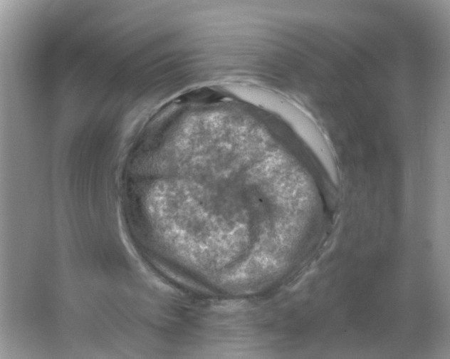 X0000065970097200603311849