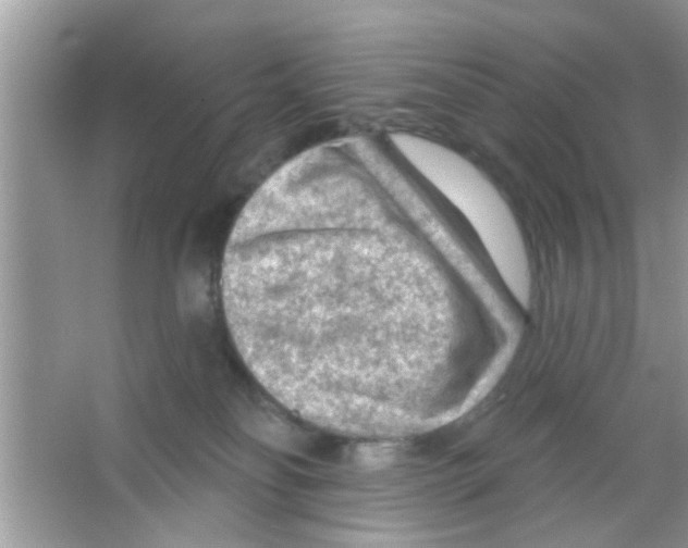 X0000065970134200603311848