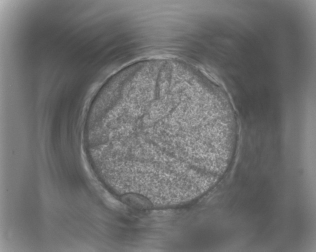 X0000065970145200603311847