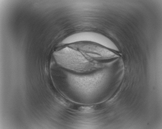 X0000065970170200603311848