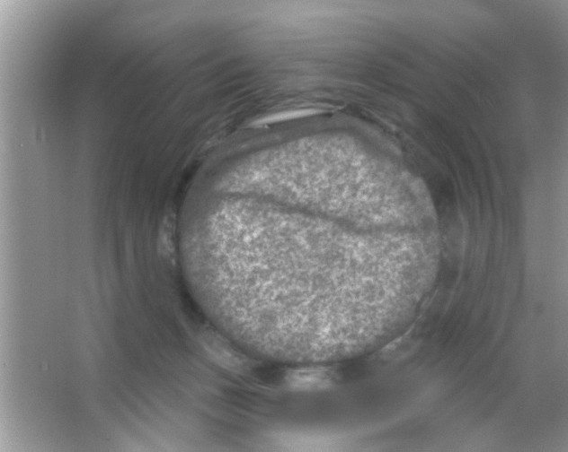 X0000065970175200603311848