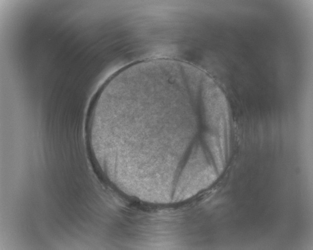 X0000065970196200603311847